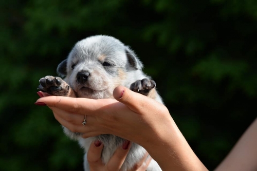 HUGGY KING of the WORLD - male - 3 weeks old